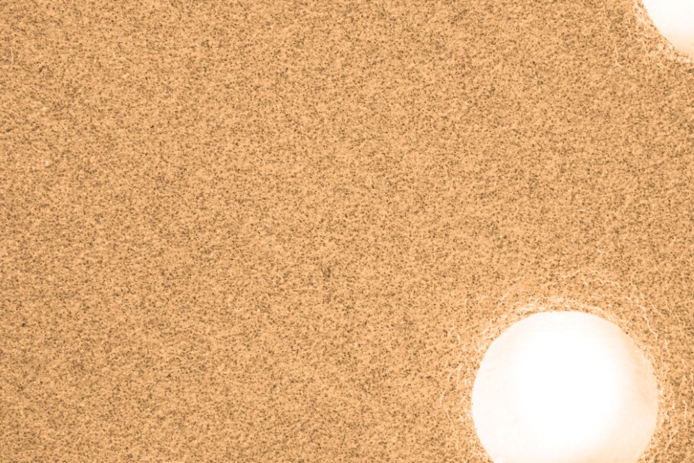 DISCO LIJA ROTO ORBITAL 5