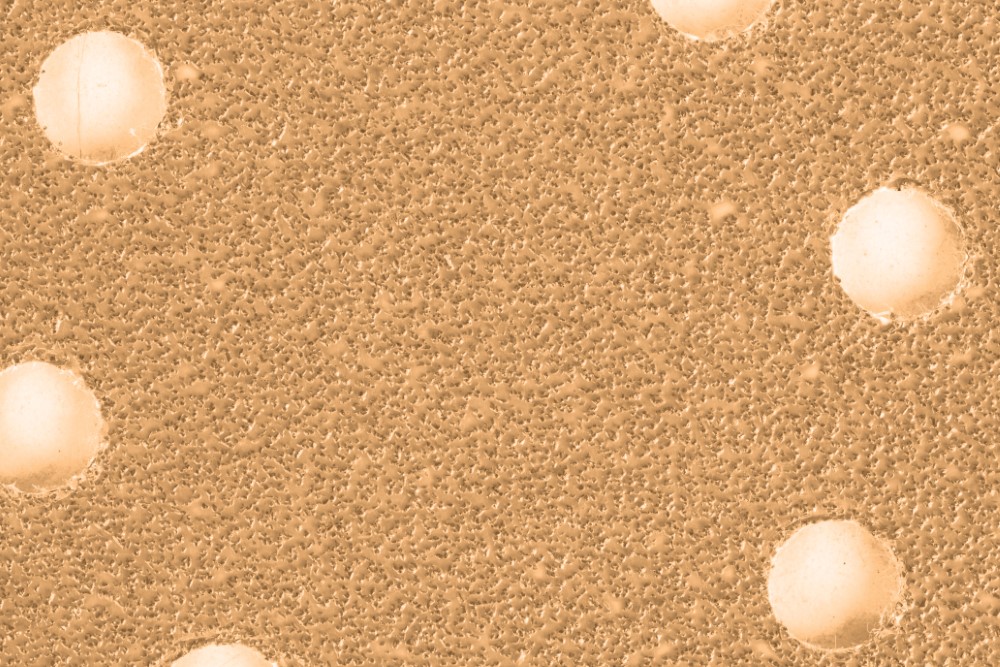 DISCO LIJA ROTO ORBITAL 5